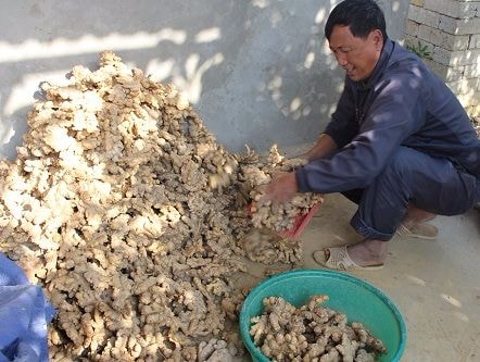 Nông dân điêu đứng vì giá gừng giảm mạnh