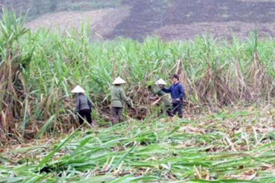 Xảy ra mâu thuẫn ở ruộng mía, 1 người bị chém tử vong