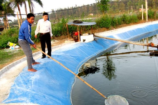 Nuôi tôm vụ 3 đón Tết Nguyên đán