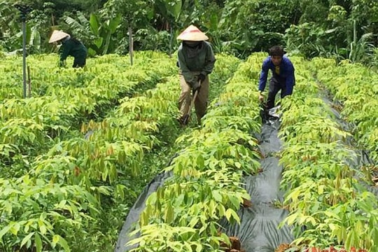 Nghệ An thu hút 47 nghìn tỷ đồng tổng vốn đầu tư vào nông nghiệp