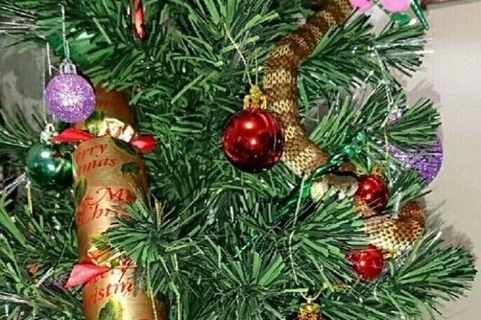 Kinh hãi thấy rắn cực độc trên cây Giáng sinh