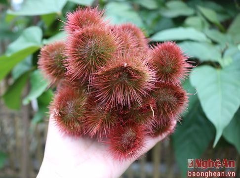 Độc đáo món bánh ngon làm từ quả chôm phù