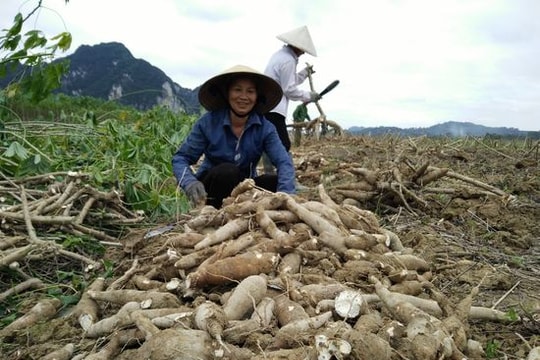 Anh Sơn nhộn nhịp mùa thu hoạch sắn