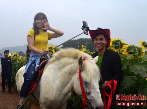 Dịch vụ ăn theo 'nở rộ' trên đồng hoa hướng dương