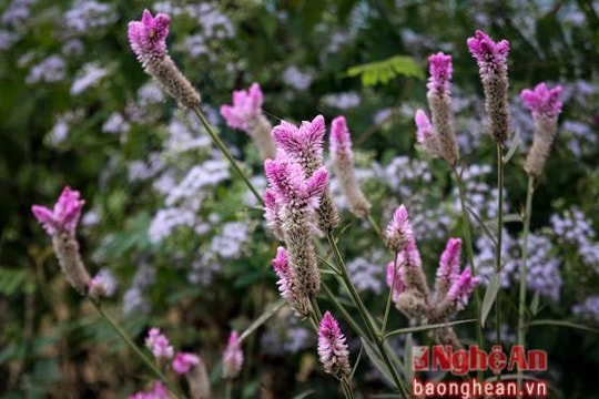 Cung đường mòn lãng mạn 'nhất Việt Nam'