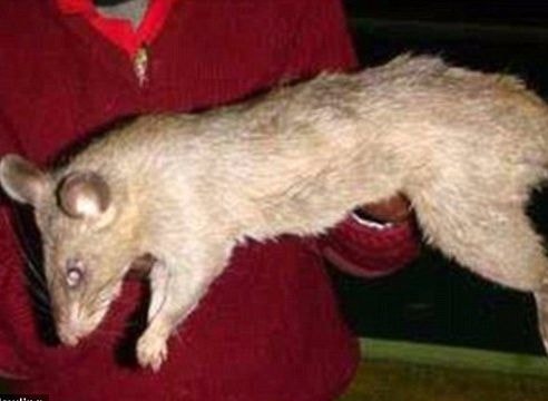 Mẹ đi nhảy, bé gái bị chuột khổng lồ cắn chết