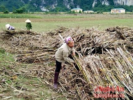 Gần 1.100 ha mía nguyên liệu ở Anh Sơn bước vào vụ thu hoạch