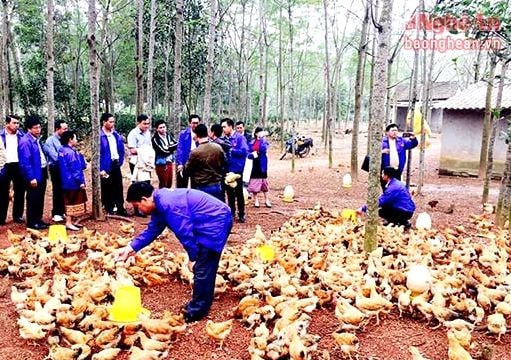 Chàng trai xứ Nghệ nuôi gà được mời sang Lào chia sẻ kinh nghiệm