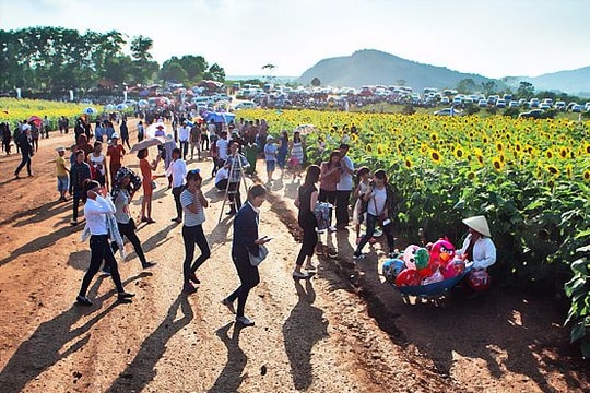 Ngày hội hoa hướng dương quảng bá hình ảnh, con người Nghệ An