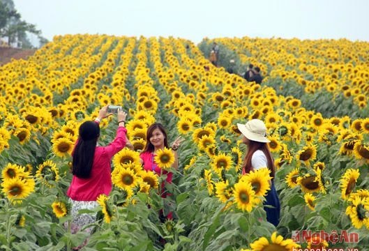 Sức hút mùa hoa mặt trời