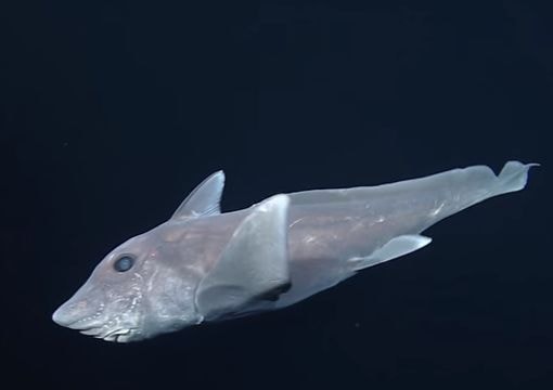 Những hình ảnh hiếm hoi về loài cá mập ma giữa lòng đại dương