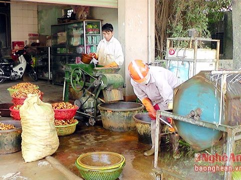 Nông dân Yên Thành vào vụ chế biến tinh bột nghệ
