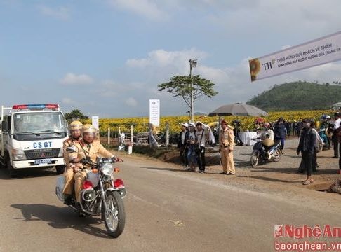 Đảm bảo ANTT tại cánh đồng hoa hướng dương