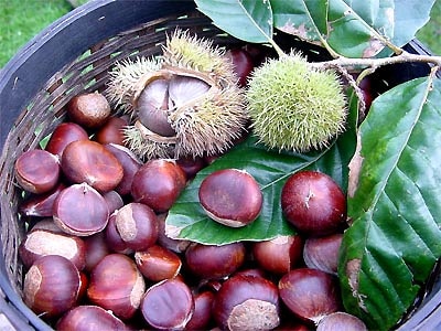 Món ăn phòng chữa bệnh từ hạt dẻ