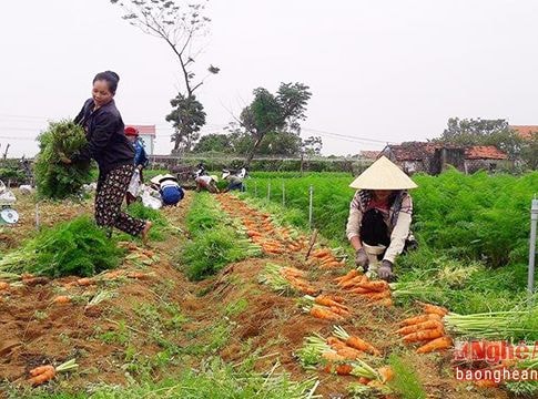 Hoàng Mai: Sản xuất vụ đông thu nhập hơn 90 triệu đồng/ha