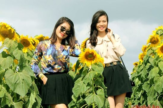 Những chân dài 'đọ sắc' trên cánh đồng hoa hướng dương