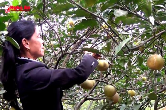 Điển hình những nữ giáo dân vì cộng đồng