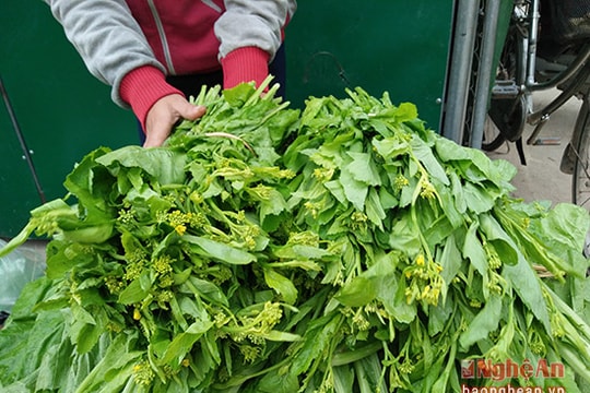 Thu 140 triệu đồng/ha từ rau cải ngồng