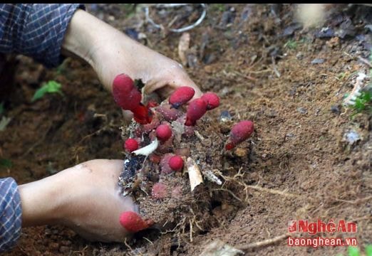 Nấm ngọc cẩu giá 20 ngàn đồng/kg ở Nghệ An