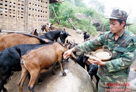 Thanh niên lập nghiệp, làm giàu ở rẻo cao Kỳ Sơn