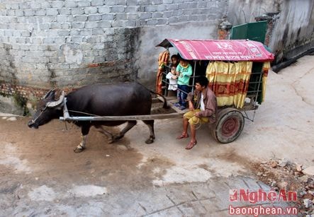 Chàng trai tàn tật dùng xe trâu đưa đón học sinh