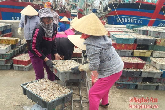 Ngư dân trúng đậm vụ cá cơm cuối năm