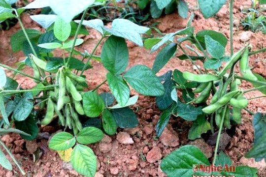 Đậu tương Nghệ An xuất khẩu sang Nhật