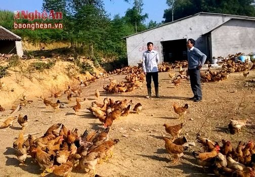 Đa dạng nguồn 'thực phẩm quê' phục vụ Tết