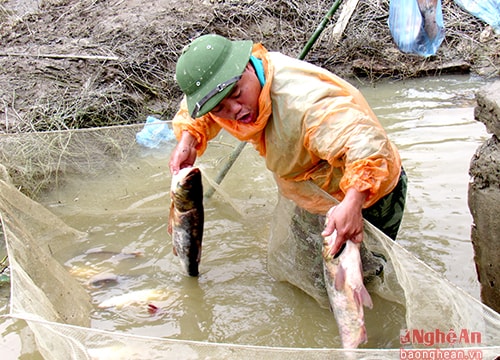 Nông dân thắng đậm cá vụ 3 trên đất lúa
