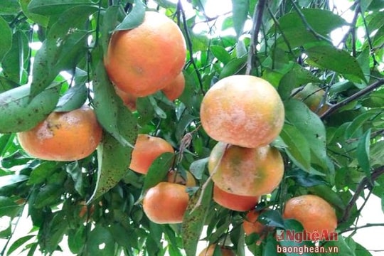 Làng cam bù vào vụ