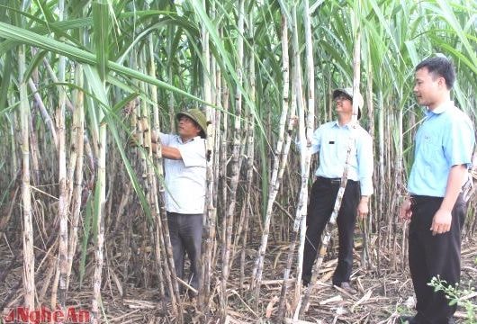 Công ty CP Mía đường Sông Con: Phát triển vùng nguyên liệu, chăm lo đời sống công nhân