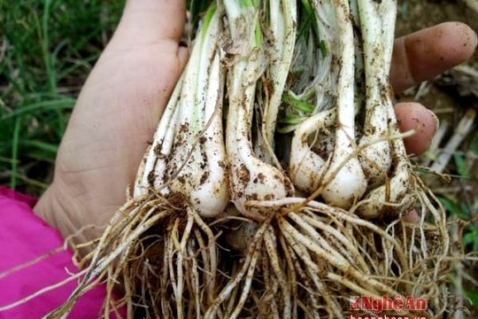 Trồng 1ha hành tăm trên đất cao cưỡng có thu nhập 200 triệu