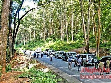 Ban Quản lý rừng phòng hộ Tương Dương: Nỗ lực bảo vệ, trồng mới rừng