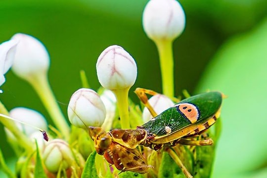 Vẻ đẹp các loài côn trùng dưới ống kính nhiếp ảnh