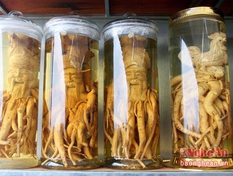 Thú chơi rượu ngâm 'độc' ngày Tết