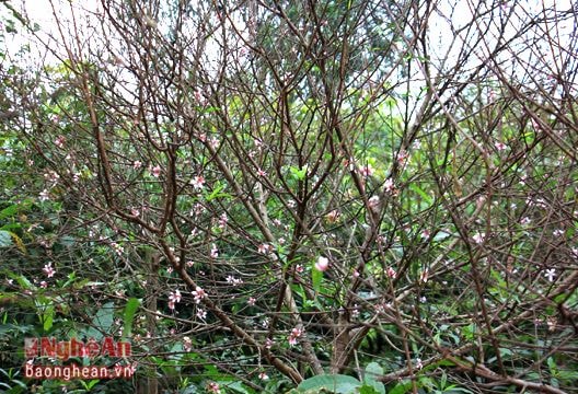 TP Vinh: Đào Tết nở sớm cả tháng