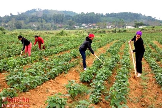 Nông nghiệp nước ta vẫn dùng 'cơ bắp' là chính
