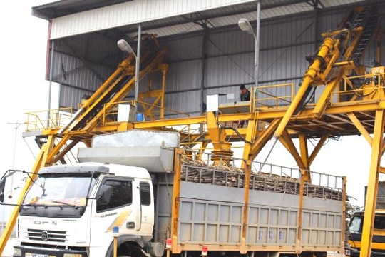 Giá mía ở Nghệ An tăng 60.000 đồng/tấn