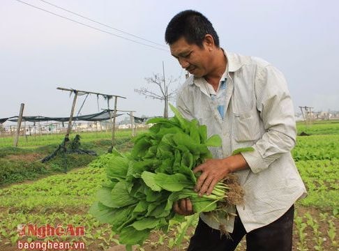 Rau xanh ngoại thành Vinh vào vụ Tết