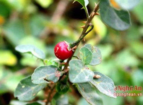 Cà gai leo 'đắt hàng' dịp tết