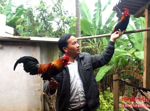 Thú chơi gà rừng lai tiền triệu ở miền Tây xứ Nghệ