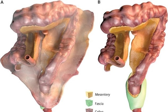 Phát hiện bộ phận mới trên cơ thể người