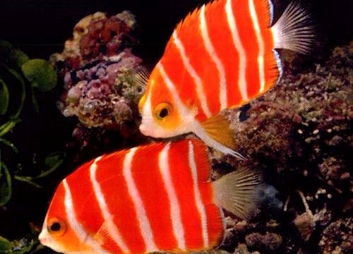 Top 7 loài cá cảnh 'đắt hơn vàng'