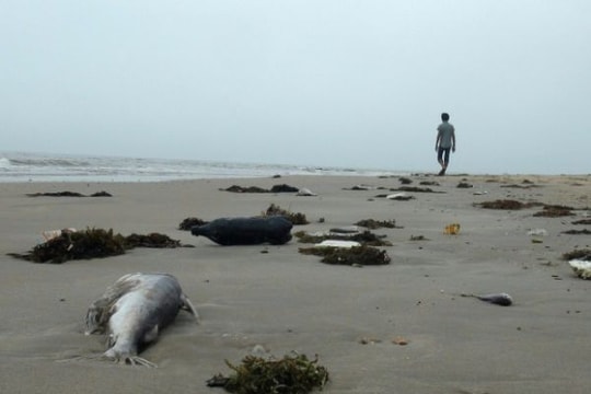 Sự cố biển miền Trung không lọt top 10 sự kiện năm 2016