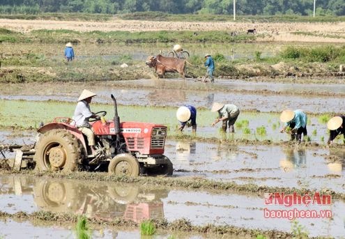 Vụ xuân 2017: Tuân thủ nghiêm lịch thời vụ