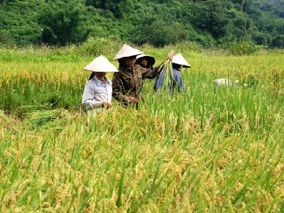 Loại bỏ nền kinh tế cơ bắp
