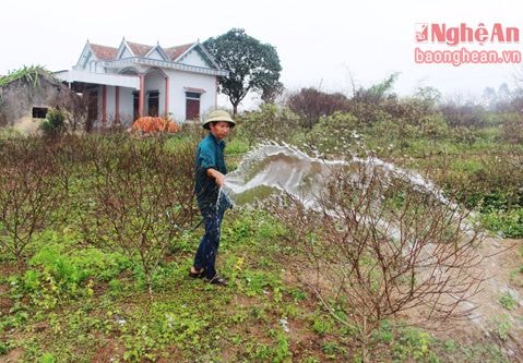 Nông dân Quỳnh Lưu chăm sóc hoa đào phục vụ tết