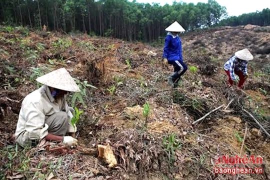 Tích cực trồng rừng vụ xuân