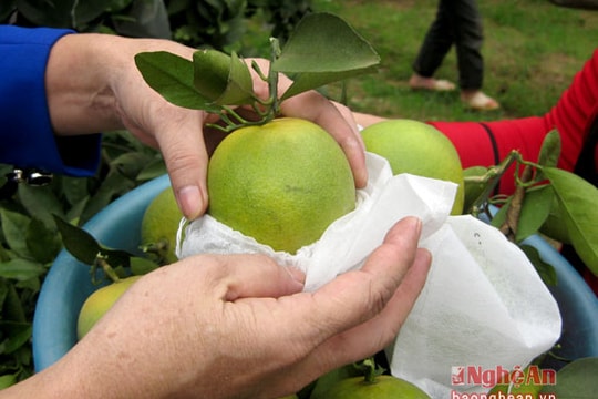 Cam bọc túi lần đầu tiên triển khai ở Quỳ Hợp