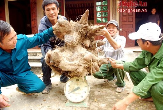 Nghệ An: Đào được khoai 'đầu rồng' khủng